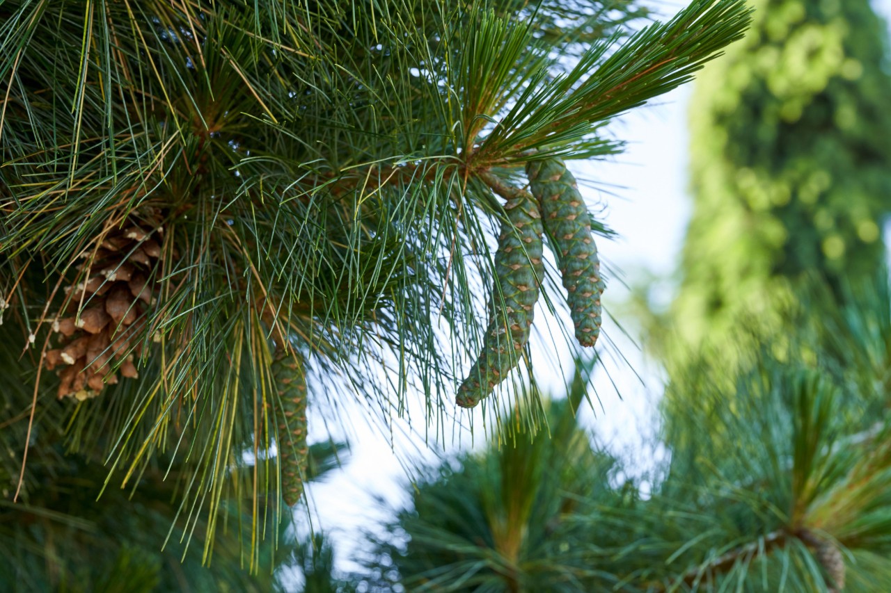 Close-up van een Schwerin-den met dennenappels