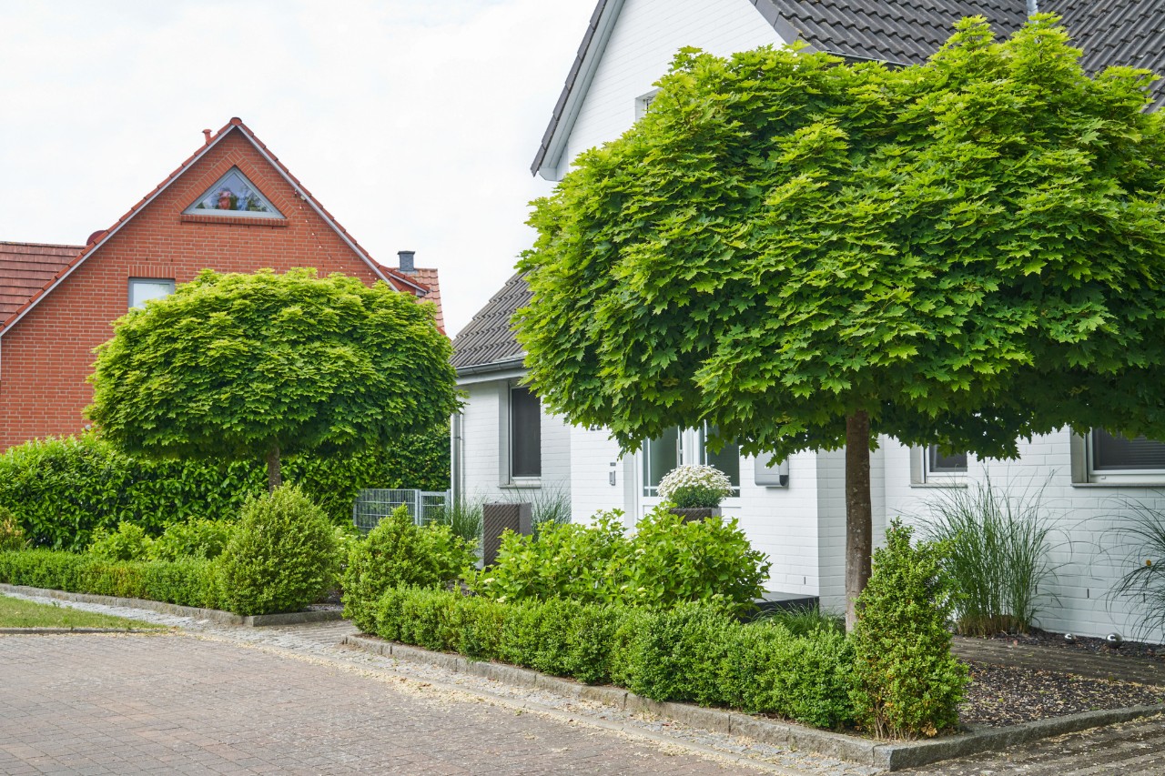 Ronde esdoorn in een voortuin voor een wit huis