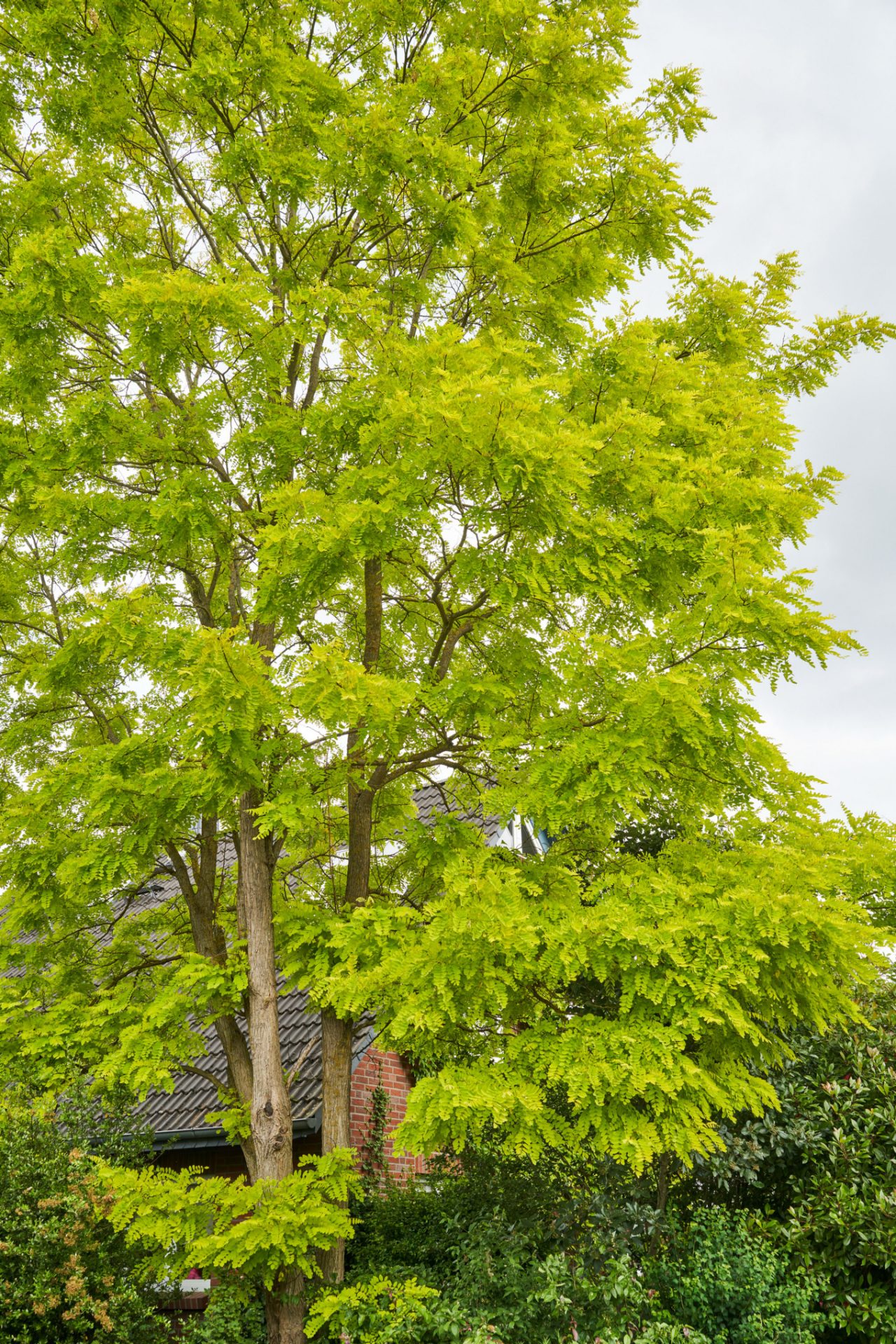 Gouden robinia met geelgroen gebladerte