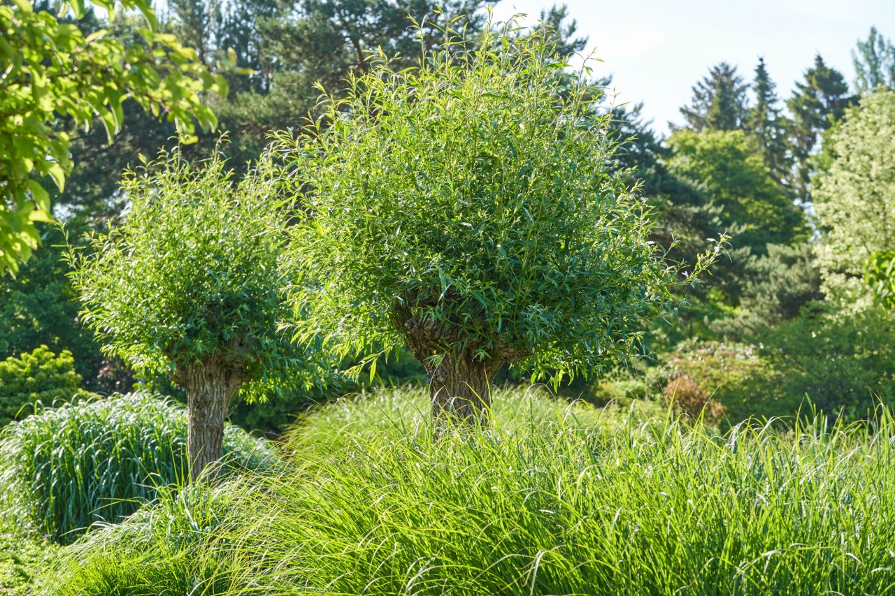 Groene loofbomen en struiken