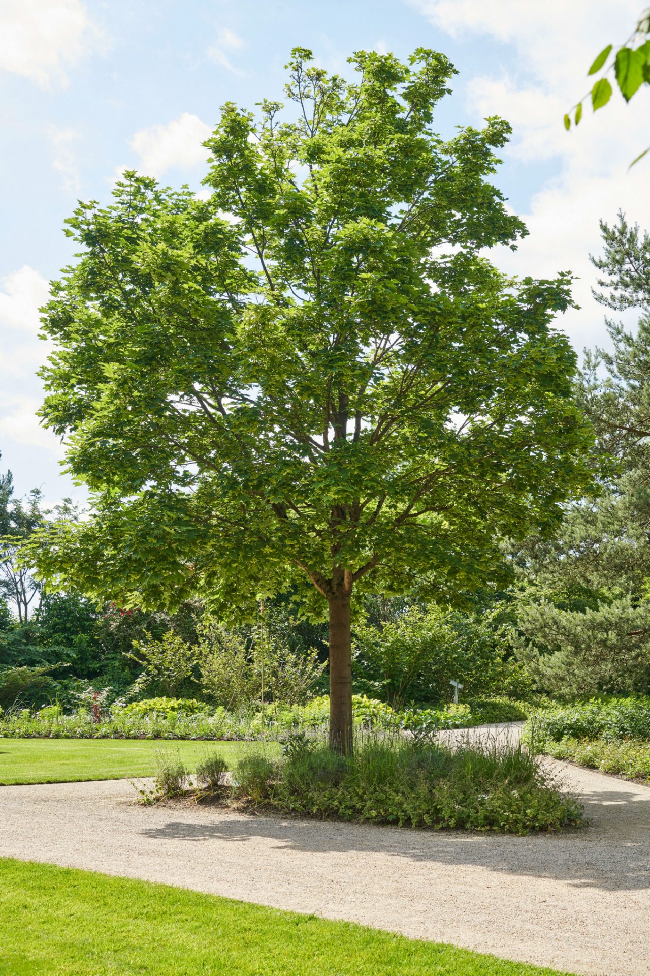 Snelgroeiende boom in de zon aan de rand van een gazon