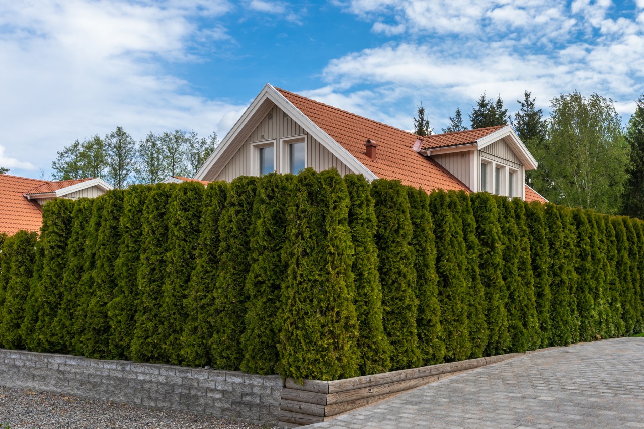 Groene tuinhaag van thuja. Boomhaag. Tuinontwerp. Een huis is omheind met een muur van sierheesters of struiken. Prachtig Scandinavisch, minimalistisch tuinontwerp.