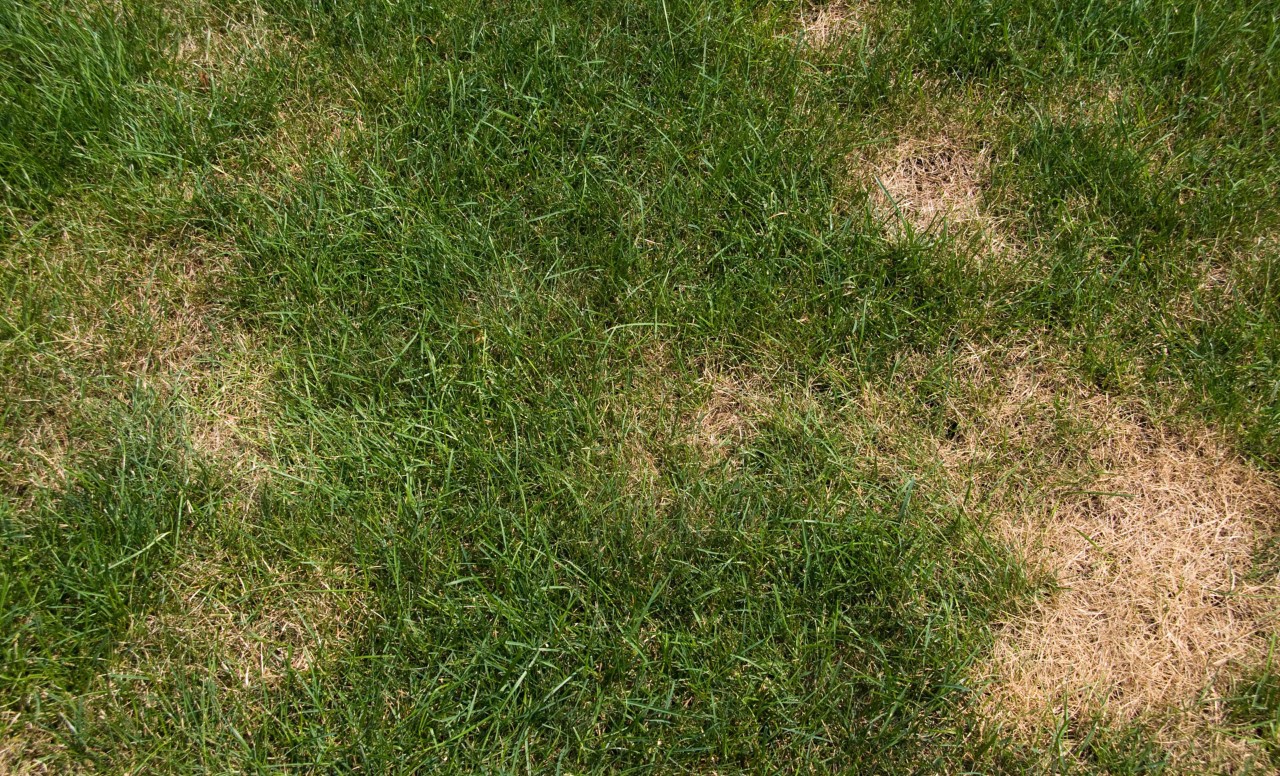 Kapotte grasmat voor het vernieuwen