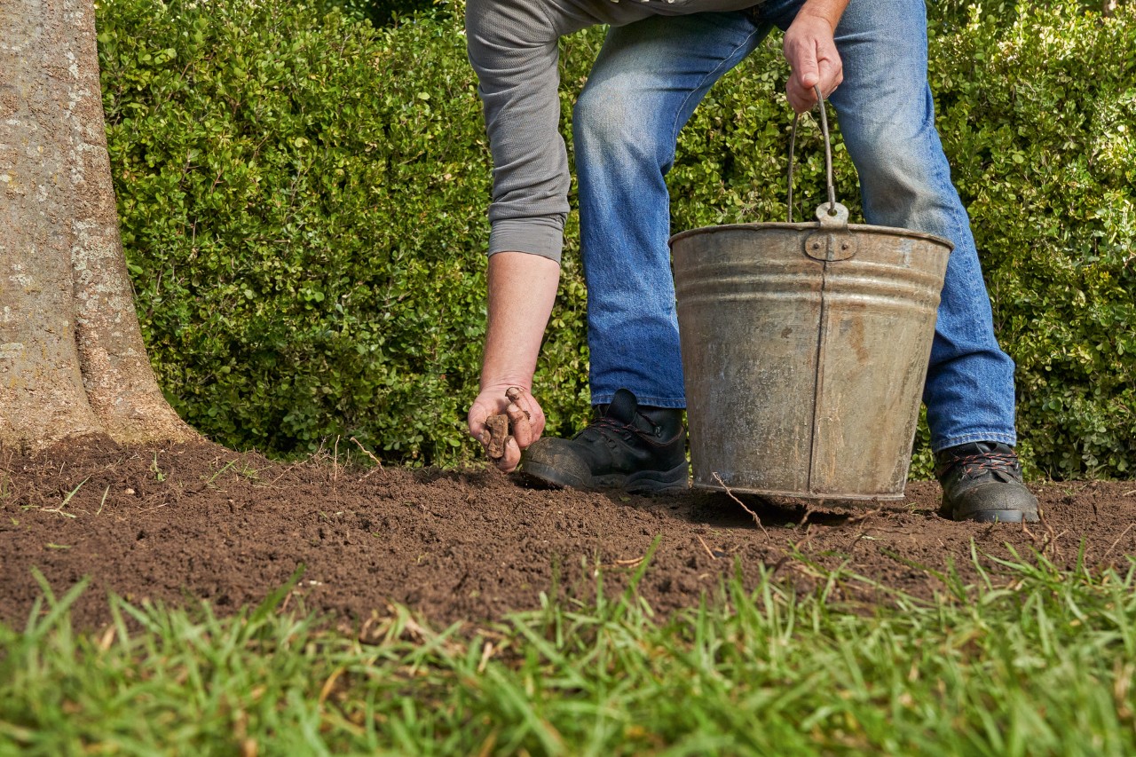 Een persoon verwijdert stenen en wortels in de tuin van de grond om later een gazon aan te leggen