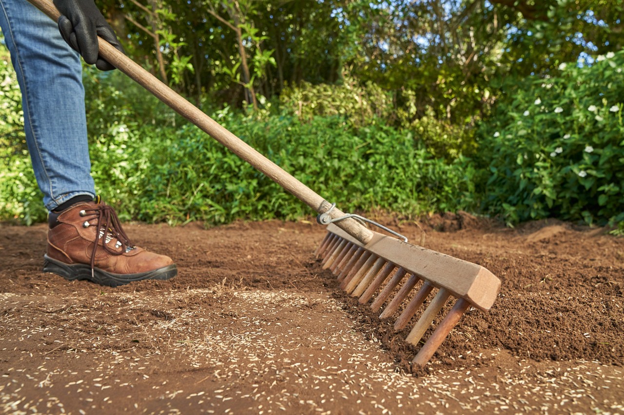 Graszaad wordt in de grond geharkt om het gazon aan te leggen