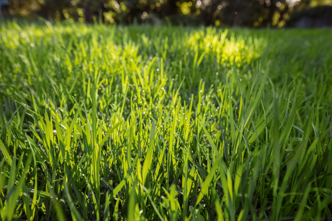 Zonneschijn op een groen gazon na het bemesten