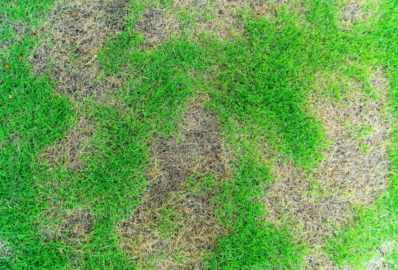 Close-up van een gazon met stukken dood gras