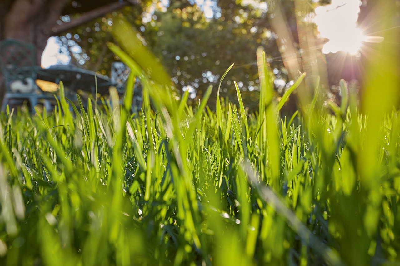Close-up van groene grassprieten in de zon.