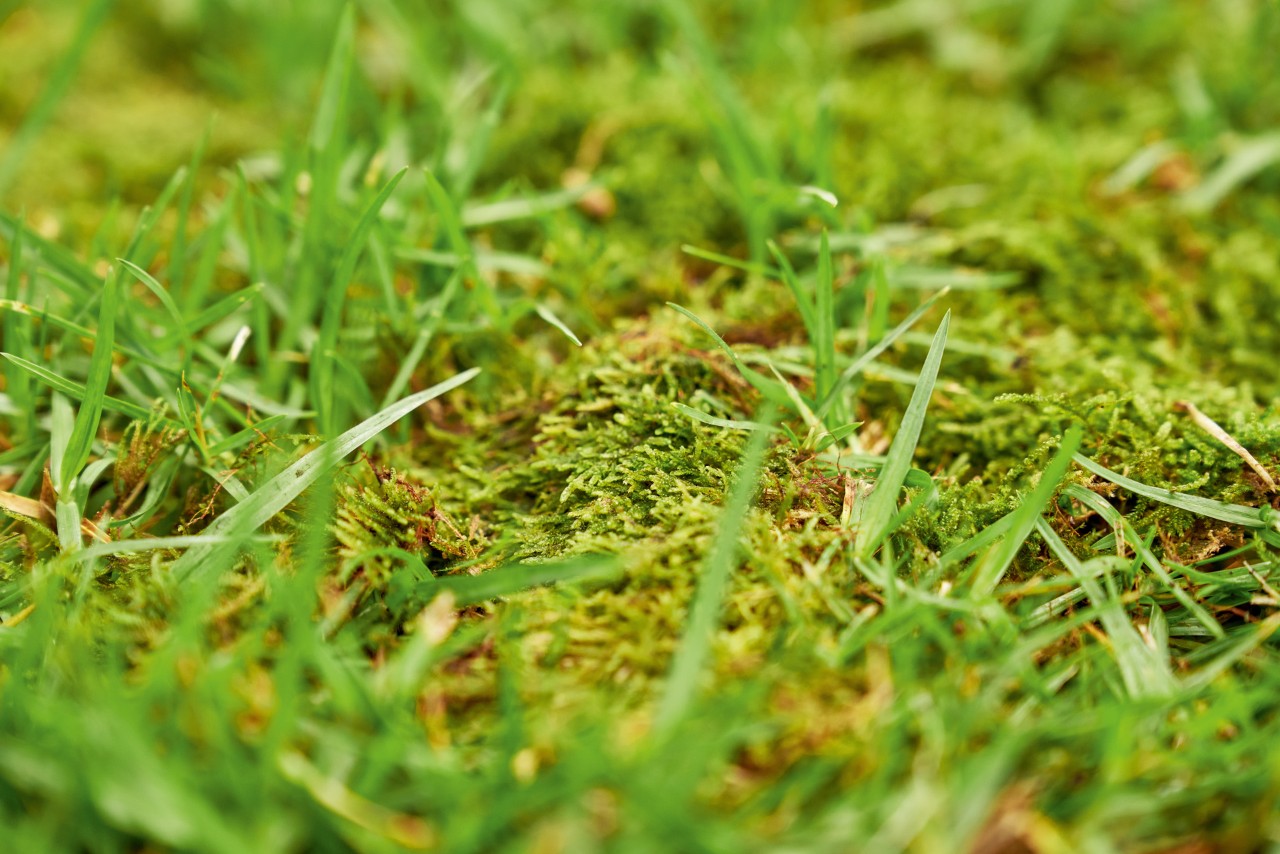 Close-up van een door mos overwoekerd gazon