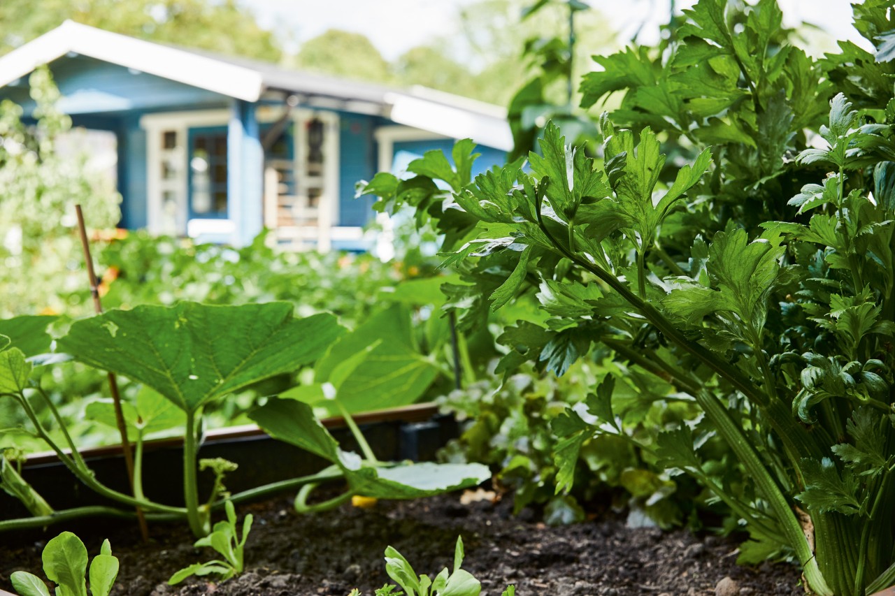 Groenteperk met peterselie en andere planten na het mulchen