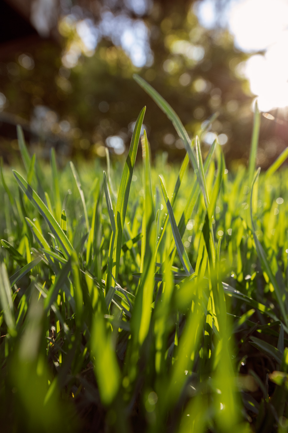 Groen gras in de zon