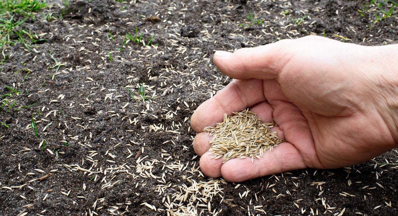 Close-up van een hand met graszaden boven de aarde