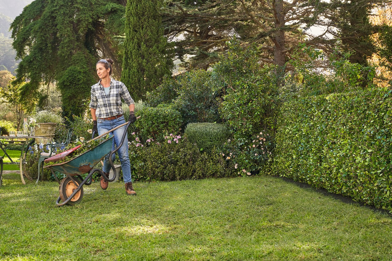 Een vrouw op een tuinperceel verzamelt snoeisel van een buxus in een kruiwagen