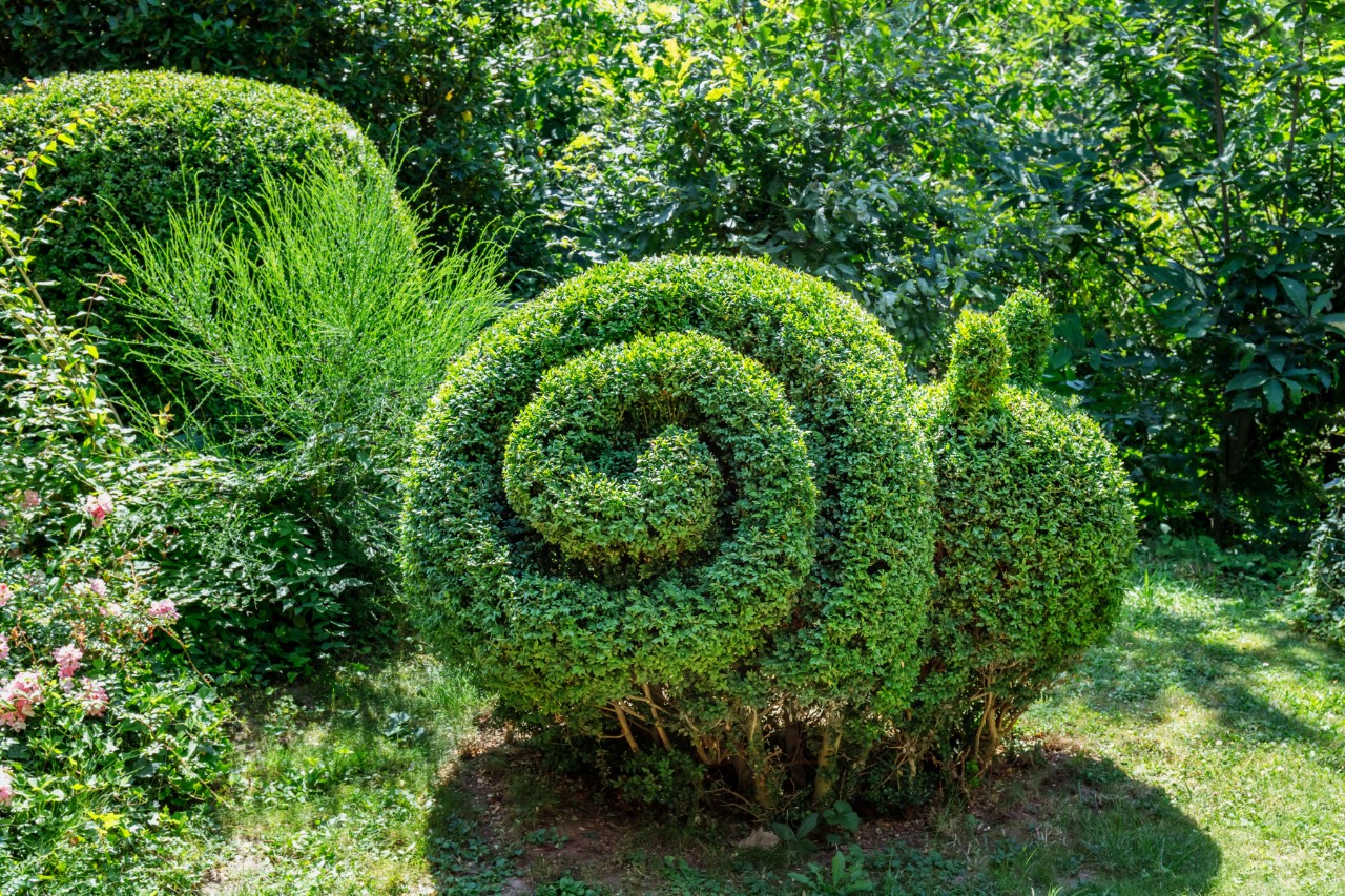 Buxus in de vorm van een slak