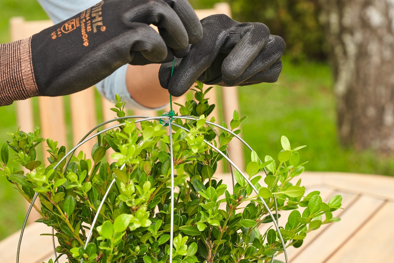 Close-up van hoe iemand de draadbeugels voor het vormsnoeien van de buxus vastmaakt met een kabelbinder
