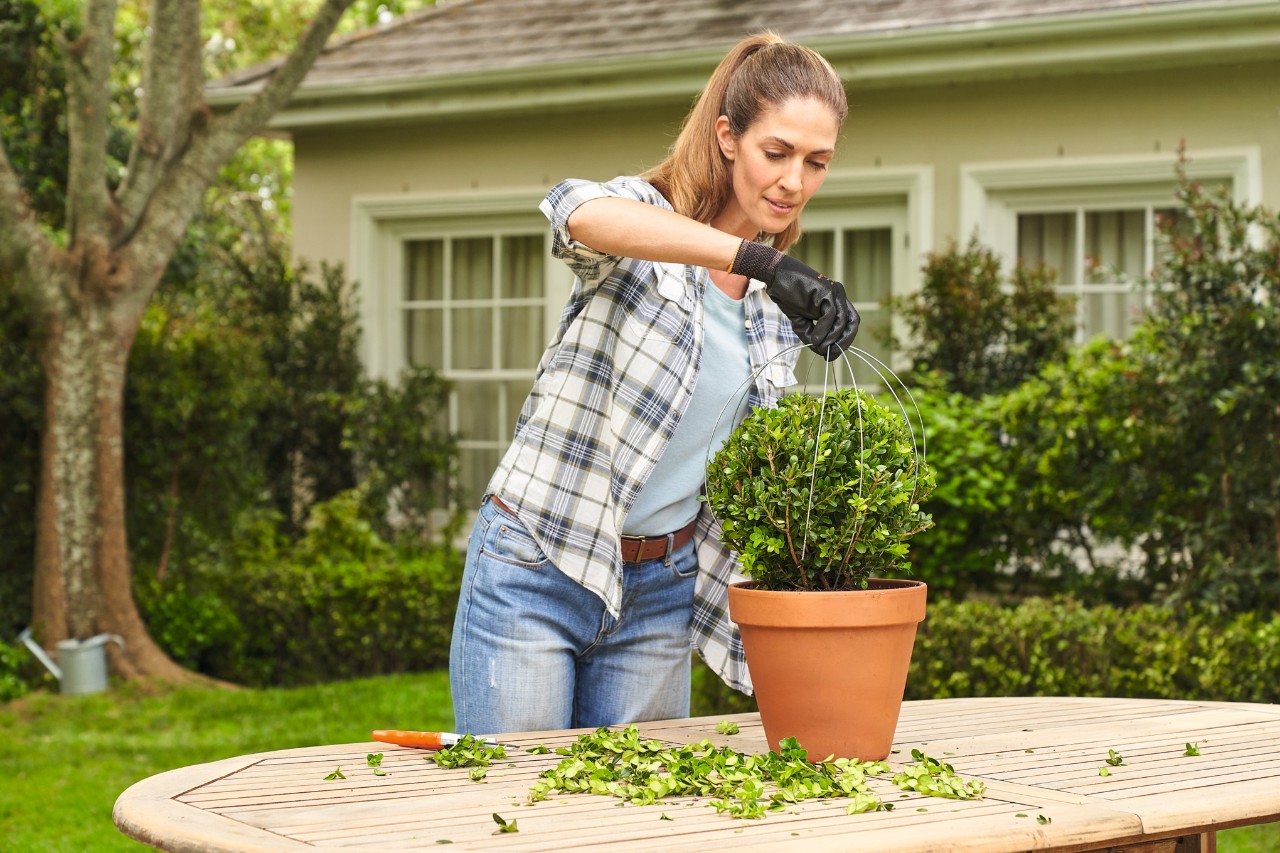 Een vrouw verwijdert het draadframe na het snoeien van een buxus