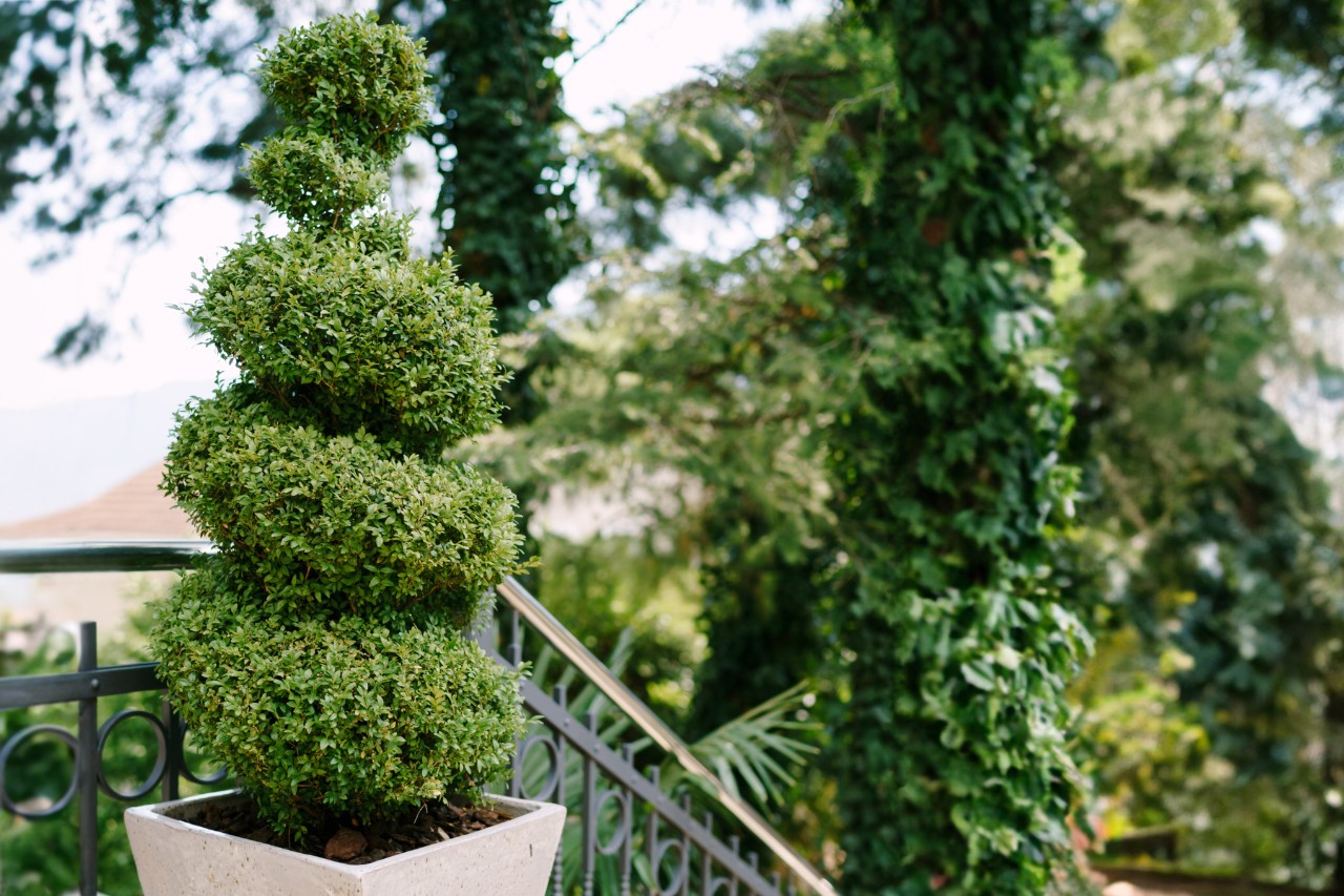 Spiraalvormig gesnoeide buxus in een pot voor een trapleuning met bomen op de achtergrond