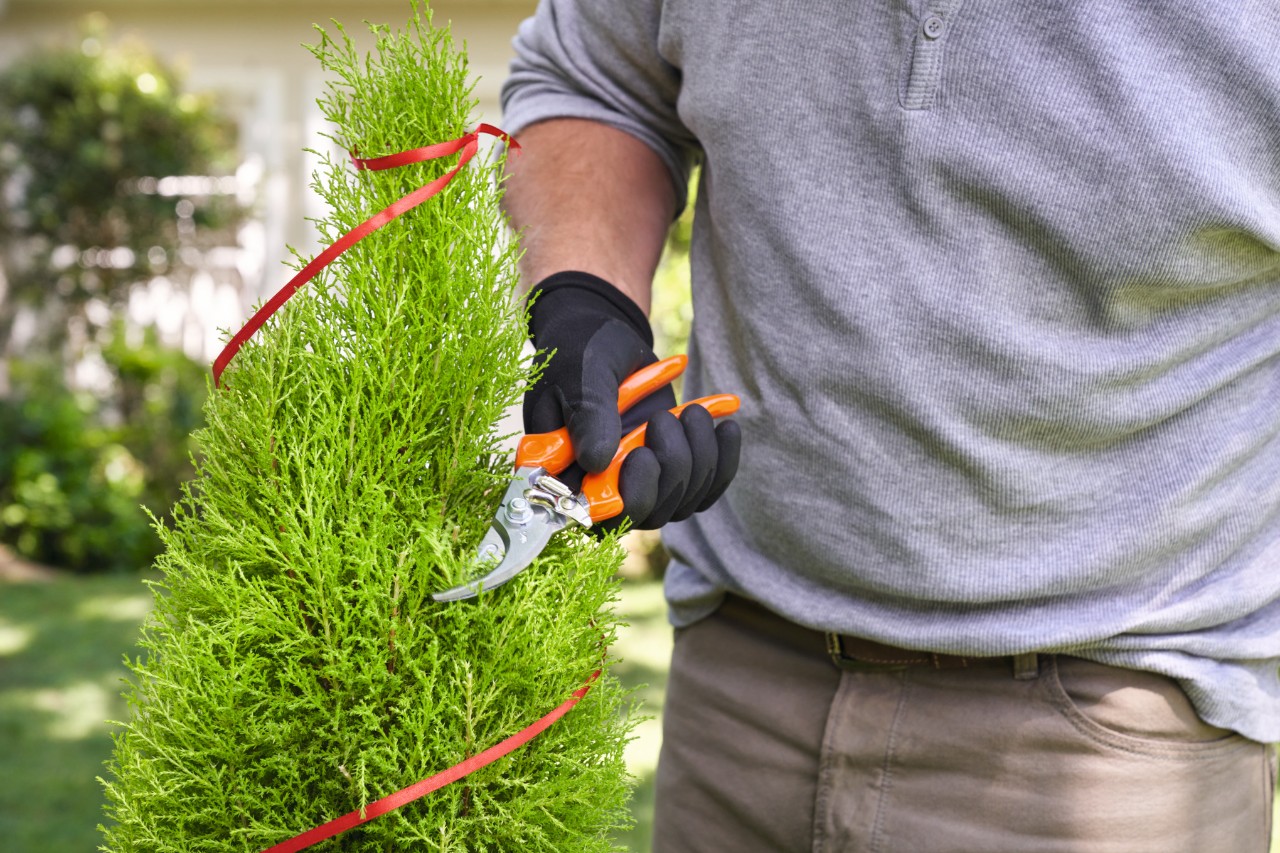 Een man snoeit inkepingen in de plant langs het lint