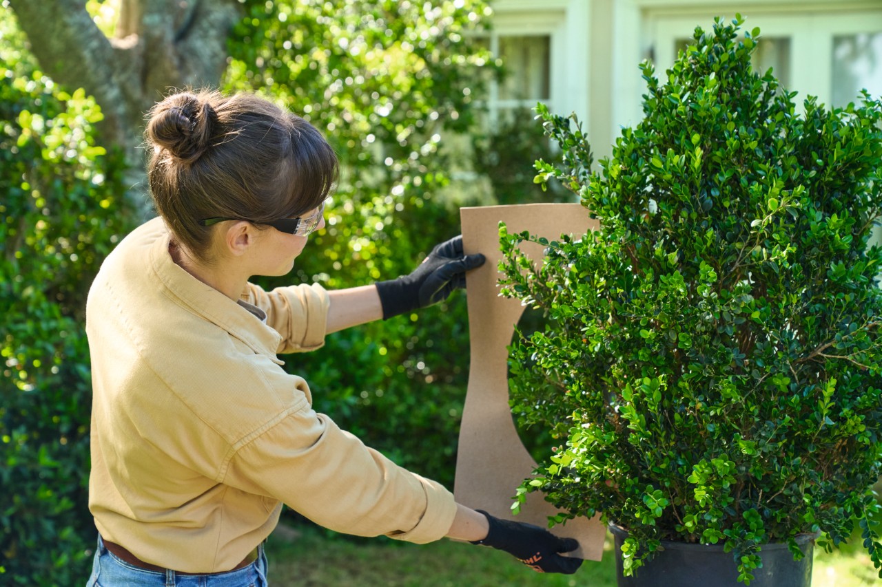 Een vrouw houdt de zelfgemaakte sjabloon tegen de buxus.