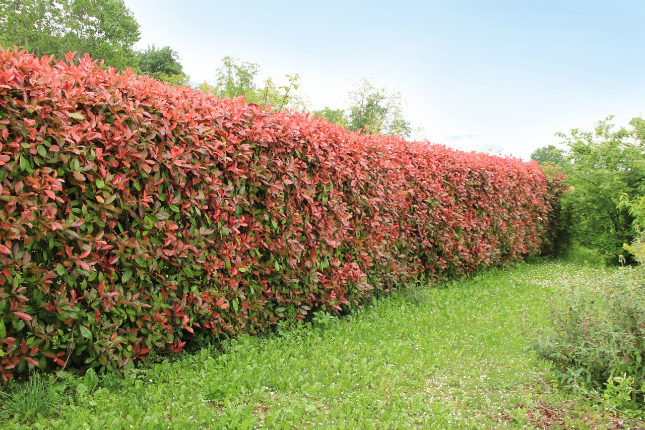 Heg van photinia langs een perceelgrens