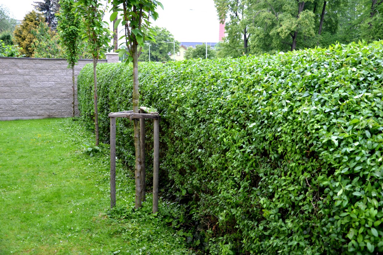 Zwartgroene liguster langs een gazon, ervoor jonge bomen