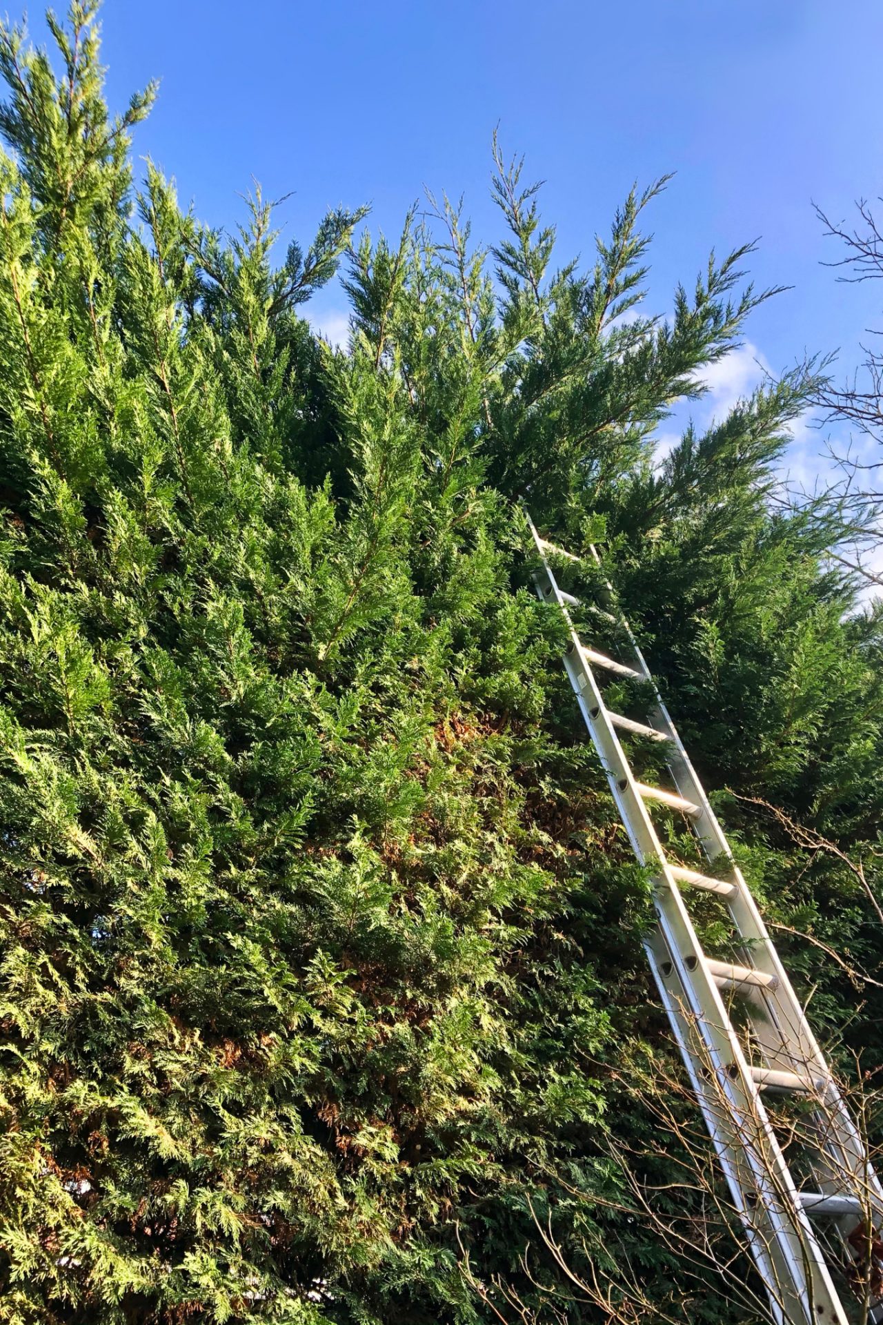 Ladder tegen een hoge cipressenheg onder een blauwe hemel
