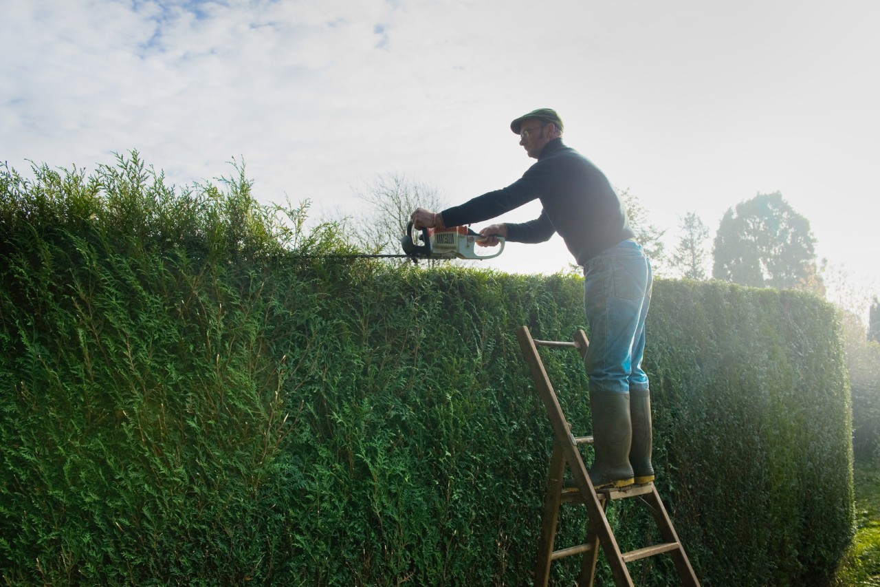 Een man op een ladder snoeit op een zonnige, bewolkte dag een cipressenheg