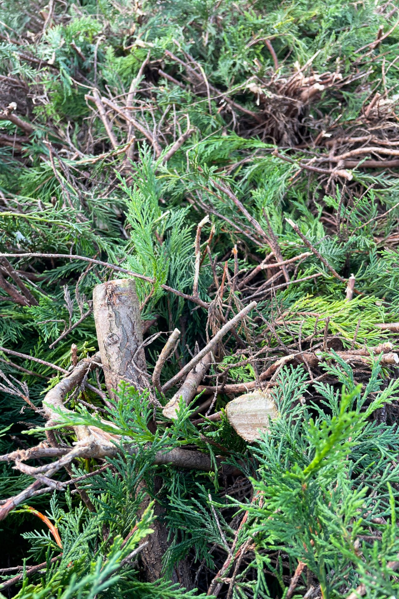 Cipres met zichtbaar bruin oud hout na radicaal terugsnoeien