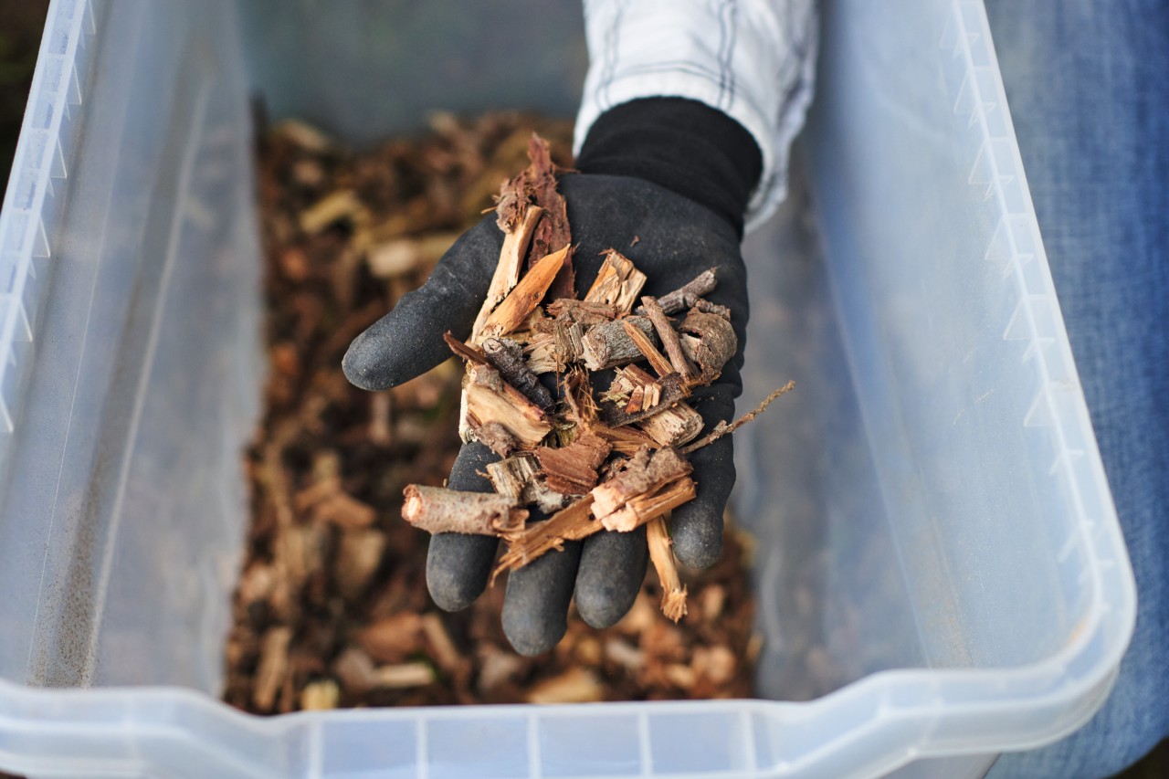 Close-up van een gehandschoende hand die gehakselde thujaresten boven een plastic doos houdt 