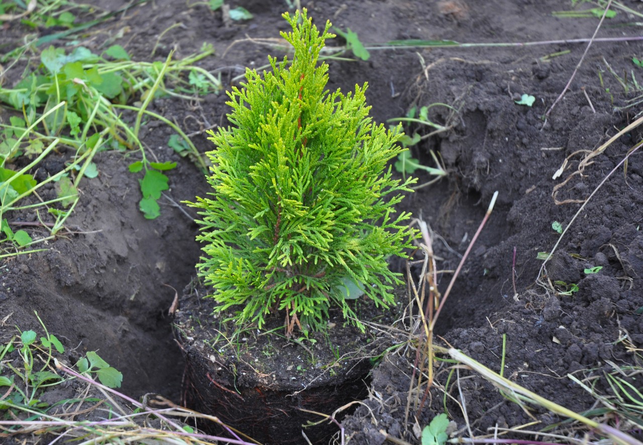 Kleine Thuja Brabant na het planten