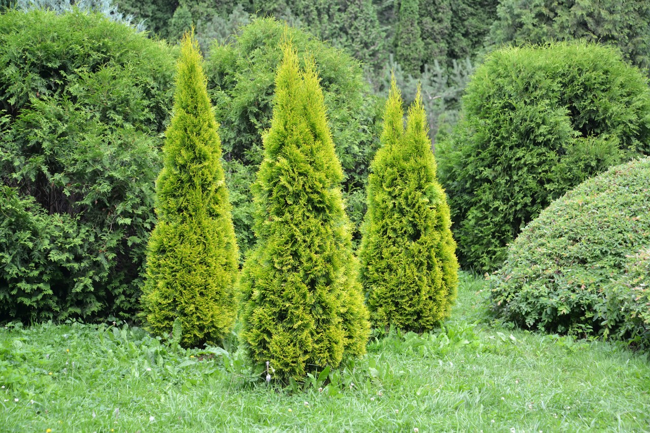 Kleine boompjes van de Thuja Smaragd op een gazon