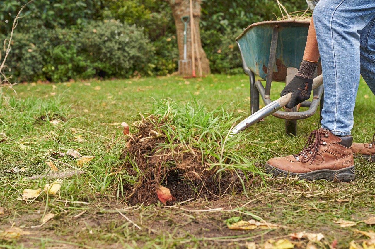 Iemand verwijdert graszoden in de tuin met de spade om een heg te planten