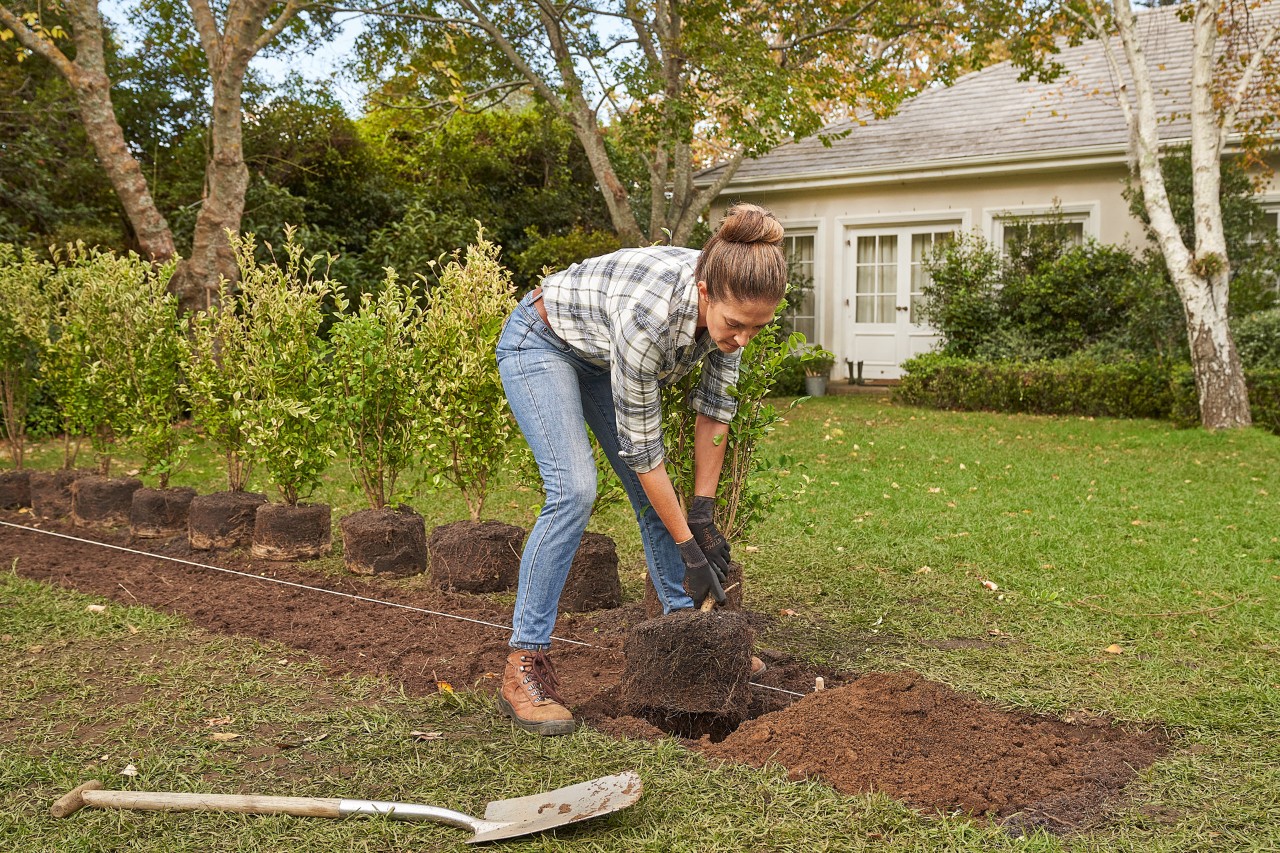 Een vrouw zet langs een markering hegplanten in de plantgaten om een heg te planten