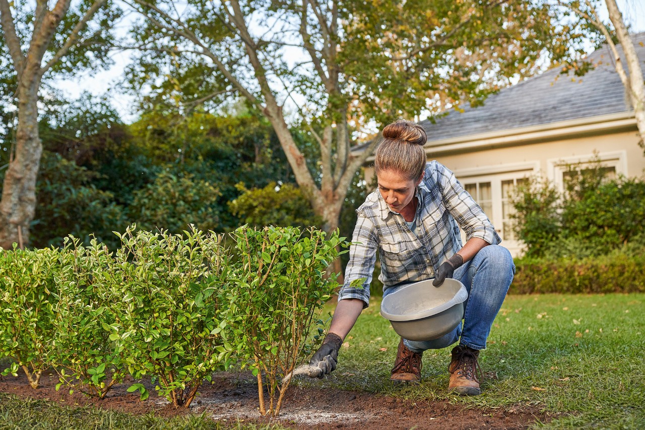 Een vrouw bemest een nieuw geplante heg in de tuin 