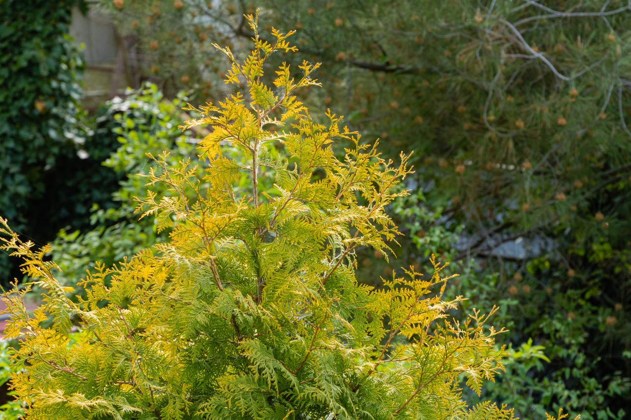 Thuja-heg 's winters in typische bronskleurige tint zonder heggenziekte