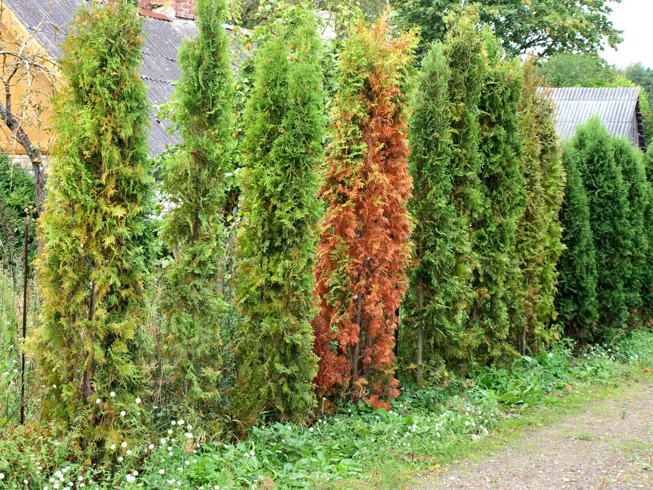 Bruine, door wortelrot aangetaste heggen