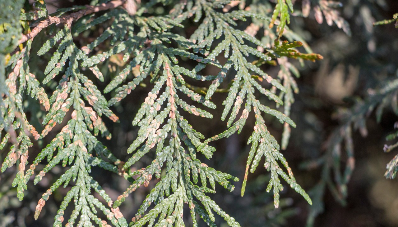 Close-up van een heg met roosbruin