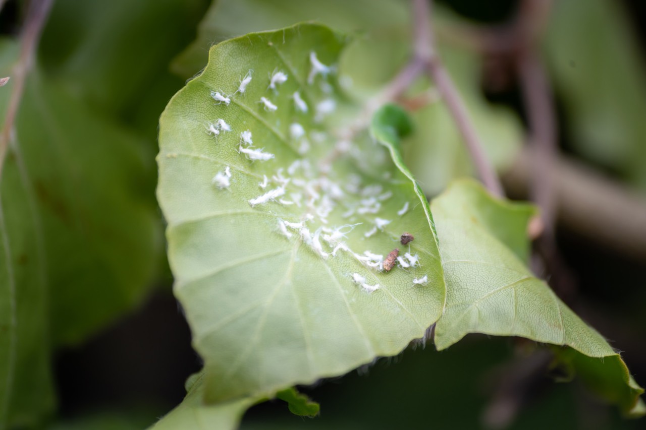 Wolluis op een blad van een aangetaste heg