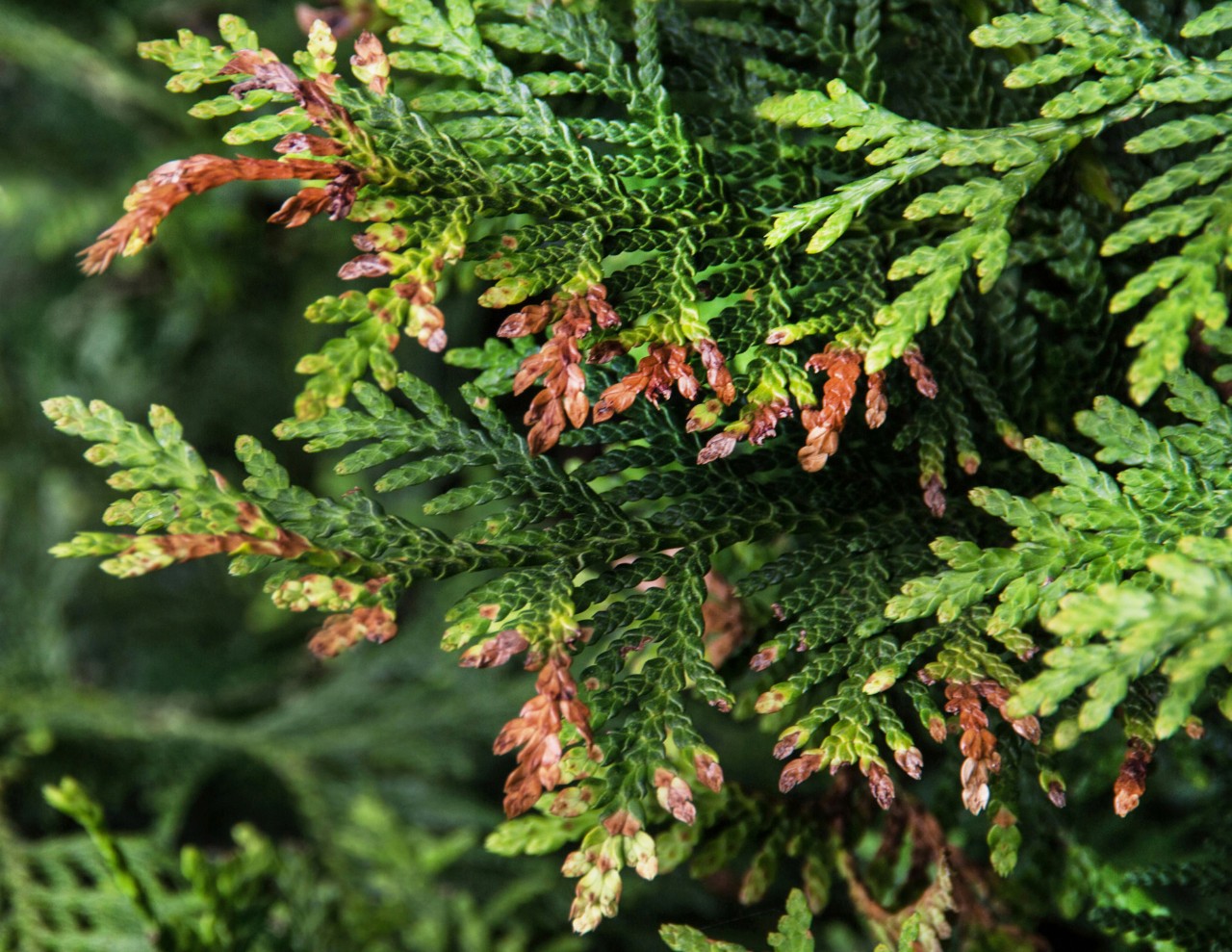 Close-up van bruine puntjes aan de twijgjes van een thuja-heg na aantasting door mineermotten