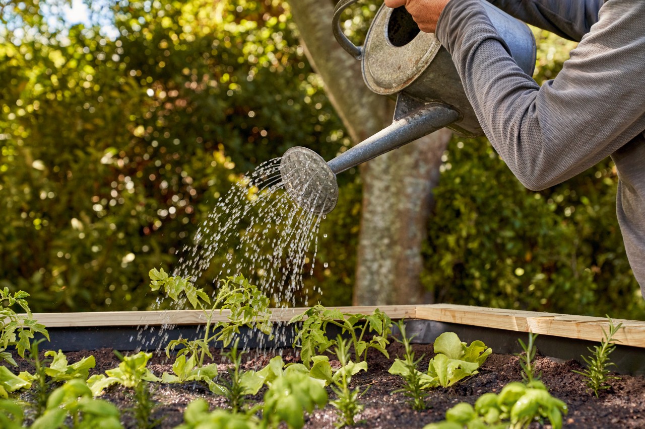 Man giet de planten na het beplanten van een verhoogd kweekbed