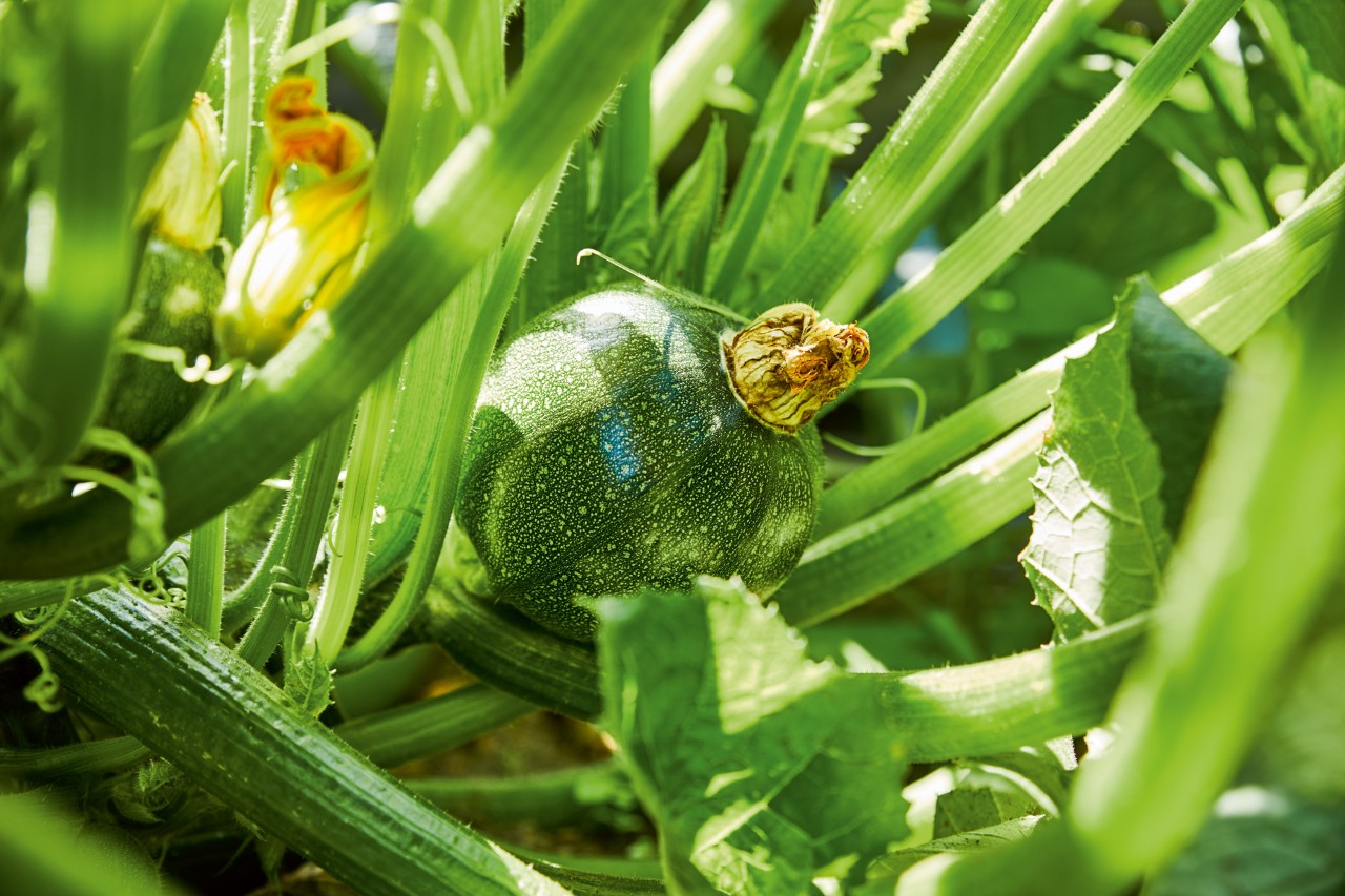 Close-up van een ronde courgette in een moestuin