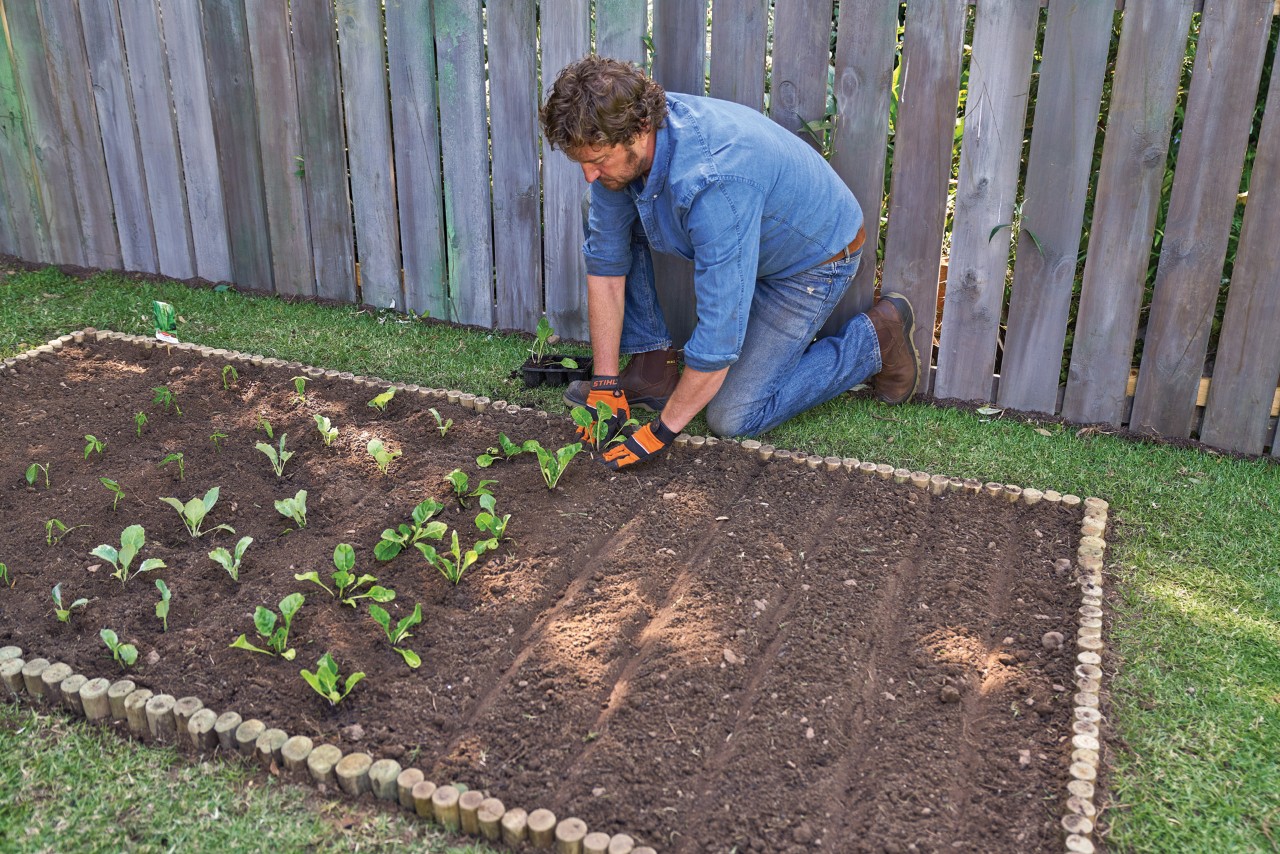 Een man plant zaailingen in een groentebed met zelfgemaakte houten borders 