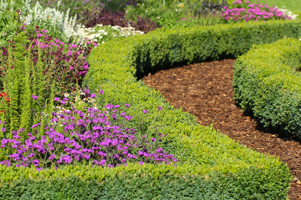 Een buxushaag is een natuurlijke afboording van planten 