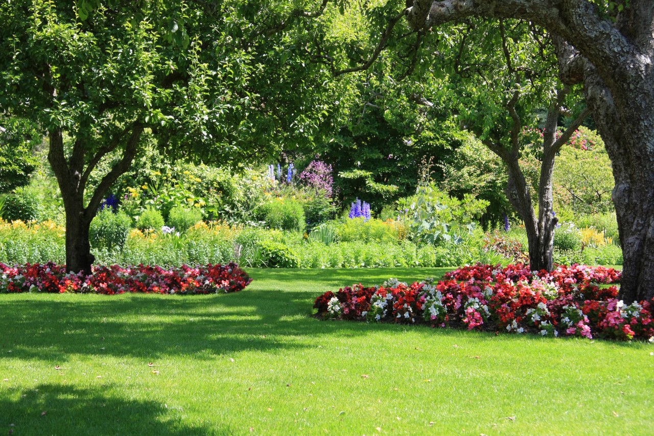 Enkele eilandperken met boom in een tuin