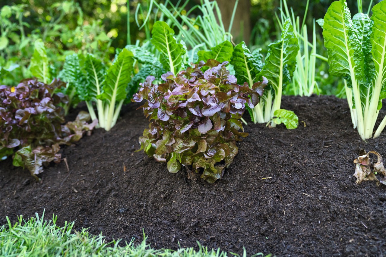 Beplant heuvelbed