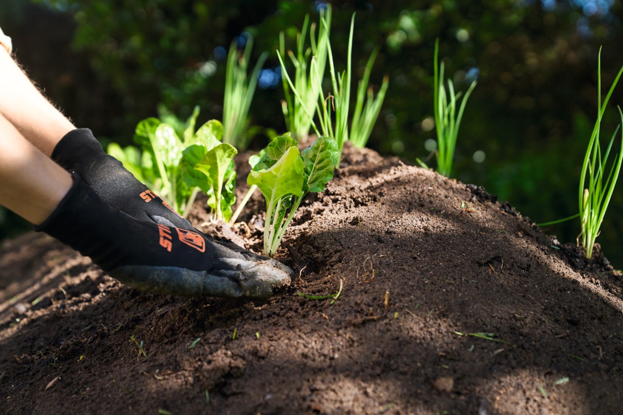 Close-up van iemand die jonge planten in een heuvelbed zet