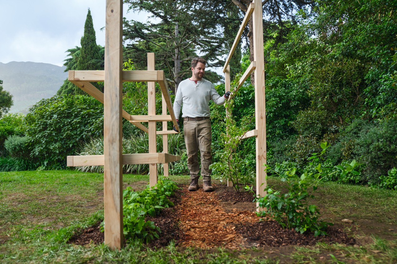 Een man op een pad met schorsmulch, naast hem houten klimhulpen met planten