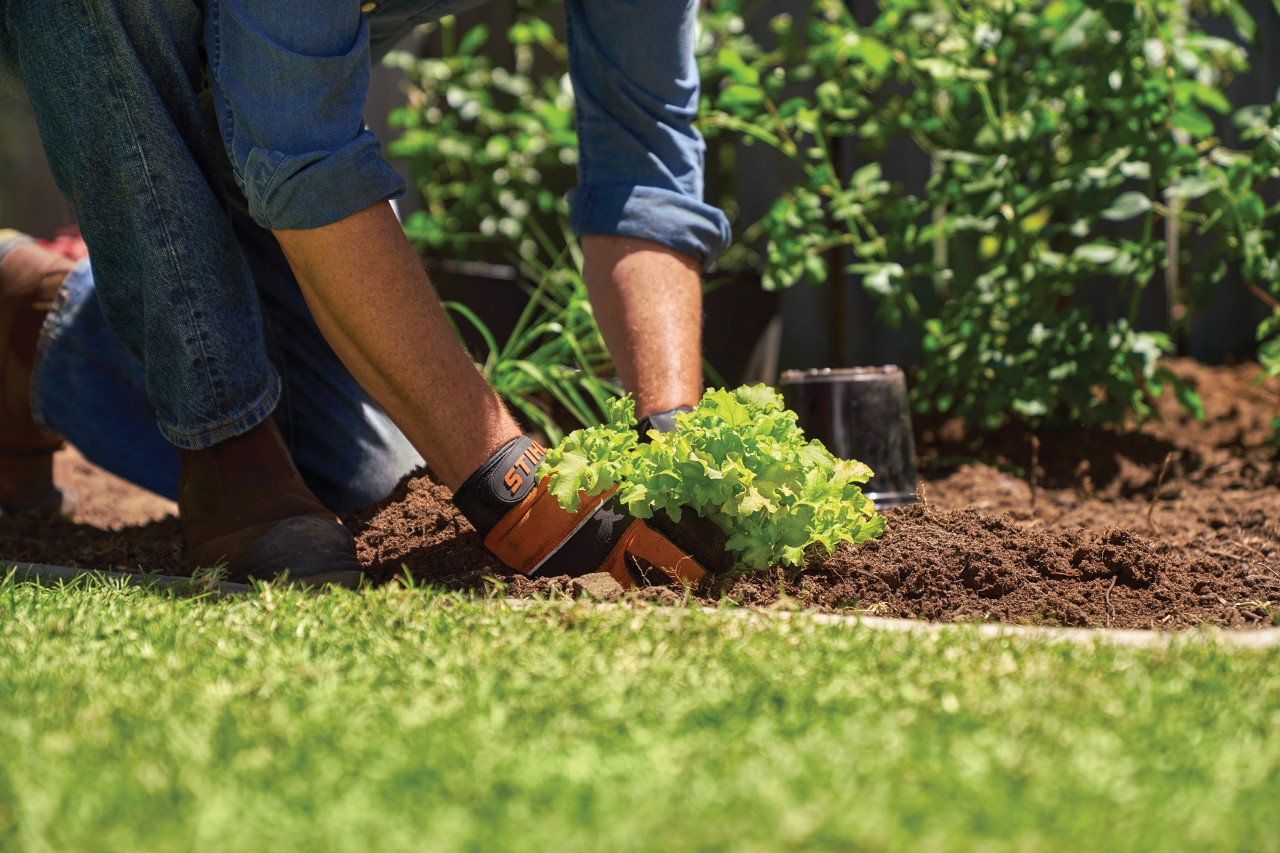 Een persoon die handschoenen draagt, plant een jonge plant in de aarde