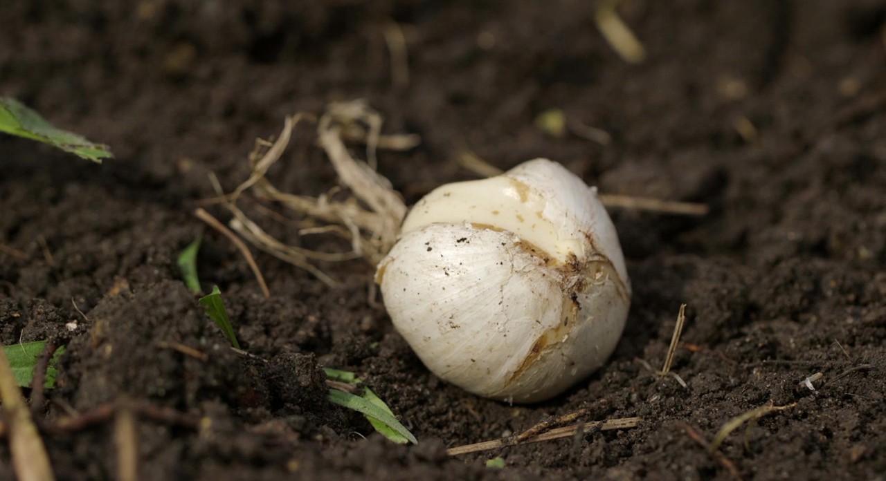 Close-up van een bloembol in een plantenbed