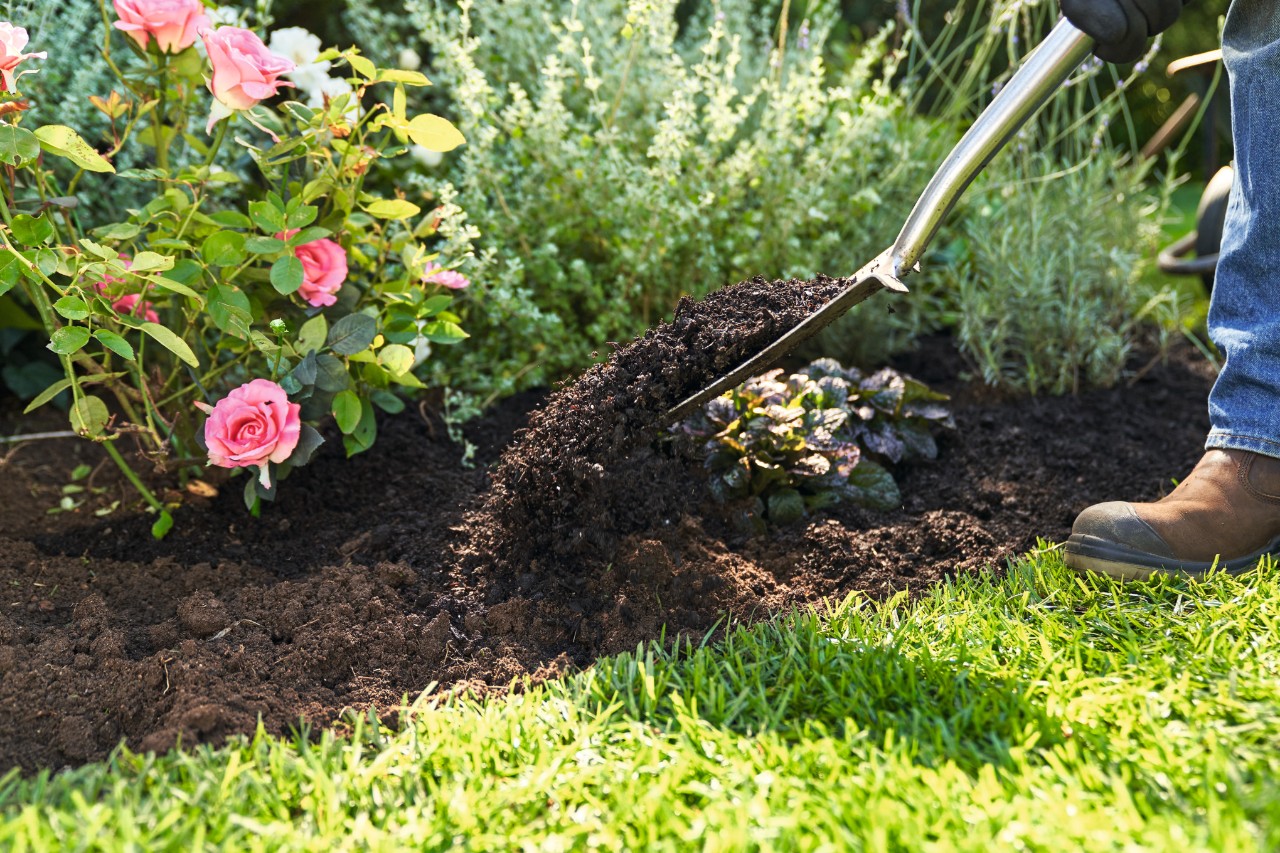 Close-up van een persoon die een rozenperk bemest met verse compost 